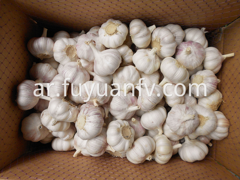 garlic in 10kg loose carton 